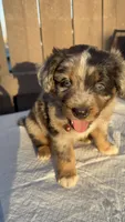 Boy 1 aussiedoodle, a female Aussiedoodle for sale in San Bernardino, CA – 6 of 6