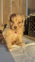 Girl 1🩷 Aussiedoodle puppy , a female Aussiedoodle for sale in San Bernardino, CA – 4 of 4