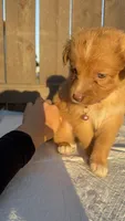 Girl 2💗 Aussiedoodle puppy , a male Aussiedoodle for sale in San Bernardino, CA – 3 of 4