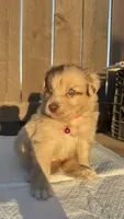 Girl 1🩷 Aussiedoodle puppy , a female Aussiedoodle for sale in San Bernardino, CA – 2 of 4