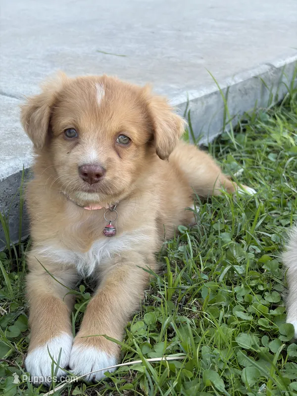 Girl 2💗 Aussiedoodle puppy  – Aussiedoodle puppy for sale in San Bernardino, CA