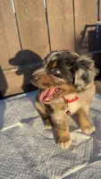 Boy 1 aussiedoodle, a female Aussiedoodle for sale in San Bernardino, CA – 4 of 6