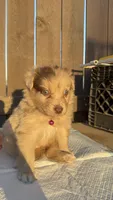 Girl 1🩷 Aussiedoodle puppy , a female Aussiedoodle for sale in San Bernardino, CA – 3 of 4