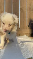 Boy 2🩵 Aussiedoodles puppy , a male Aussiedoodle for sale in San Bernardino, CA – 3 of 3