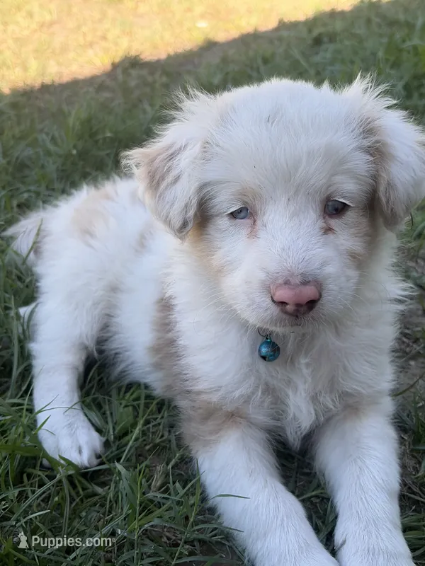 Boy 2🩵 Aussiedoodles puppy  – Aussiedoodle puppy for sale in San Bernardino, CA