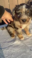 Boy 1 aussiedoodle, a female Aussiedoodle for sale in San Bernardino, CA – 3 of 6