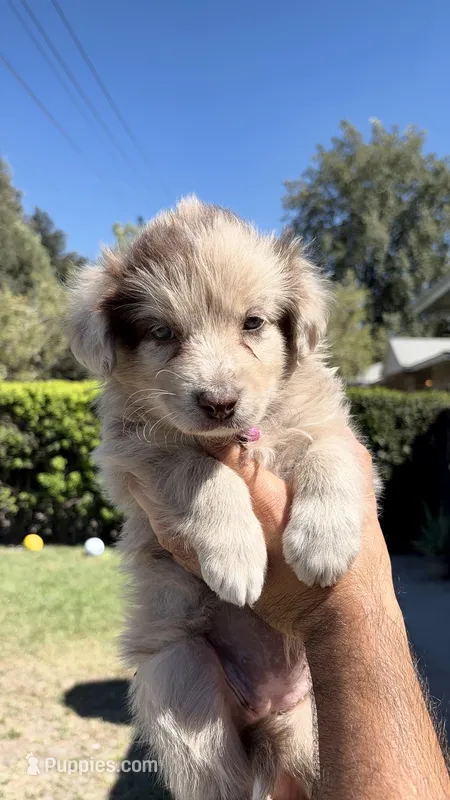 Girl 1🩷 Aussiedoodle puppy  – Aussiedoodle puppy for sale in San Bernardino, CA