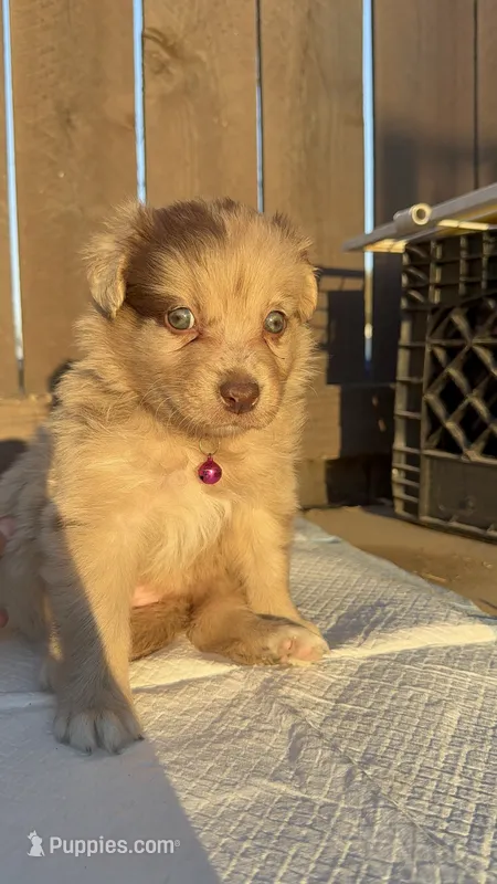 Girl 1🩷 Aussiedoodle puppy  – Aussiedoodle puppy for sale in San Bernardino, CA