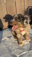 Boy 1 aussiedoodle, a female Aussiedoodle for sale in San Bernardino, CA – 5 of 6