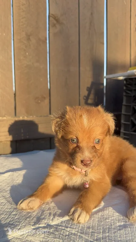 Girl 2💗 Aussiedoodle puppy  – Aussiedoodle puppy for sale in San Bernardino, CA