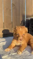 Girl 2💗 Aussiedoodle puppy , a male Aussiedoodle for sale in San Bernardino, CA – 1 of 4