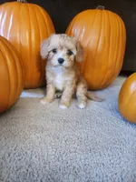 Eugene, a male Cavapoo for sale in Whiteland, IN – 3 of 5