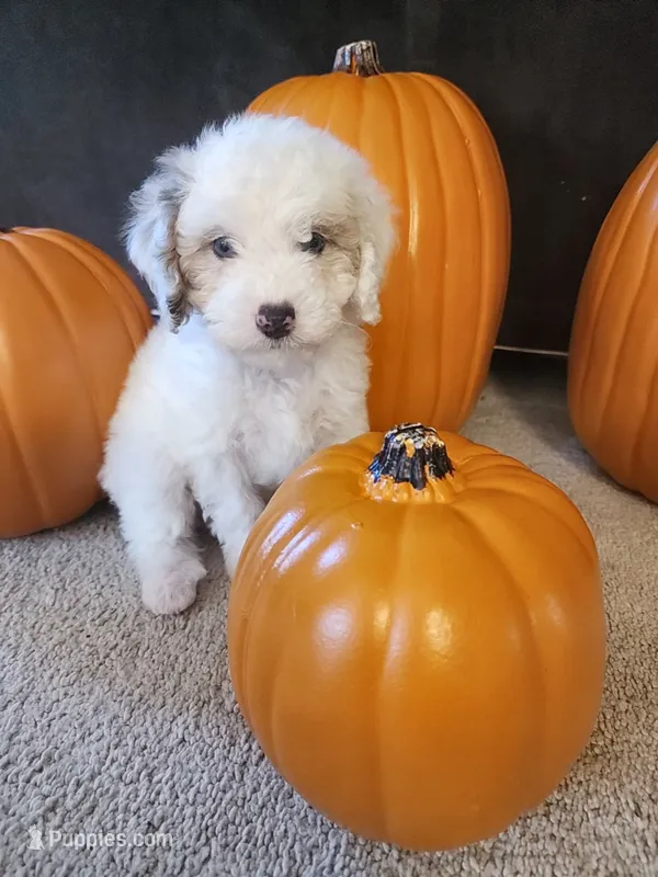 Dimitri  – Cavapoo puppy for sale in Whiteland, IN