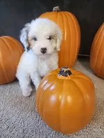 Dimitri , a male Cavapoo for sale in Whiteland, IN – 1 of 5