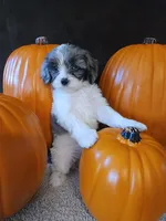 Aurora , a female Cavapoo for sale in Whiteland, IN – 2 of 5
