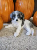 Aurora , a female Cavapoo for sale in Whiteland, IN – 3 of 5