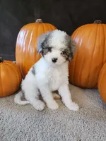 Belle, a female Cavapoo for sale in Whiteland, IN – 2 of 5