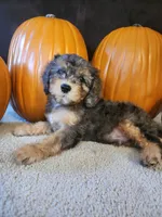 Kristoff , a male Cavapoo for sale in Whiteland, IN – 2 of 5