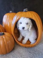 Dimitri , a male Cavapoo for sale in Whiteland, IN – 3 of 5