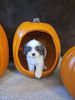 Jasmin, a female Cavapoo for sale in Whiteland, IN – 1 of 5