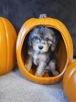 Kristoff , a male Cavapoo for sale in Whiteland, IN – 1 of 5