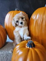 Eugene, a male Cavapoo for sale in Whiteland, IN – 2 of 5
