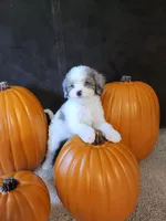 Belle, a female Cavapoo for sale in Whiteland, IN – 3 of 5