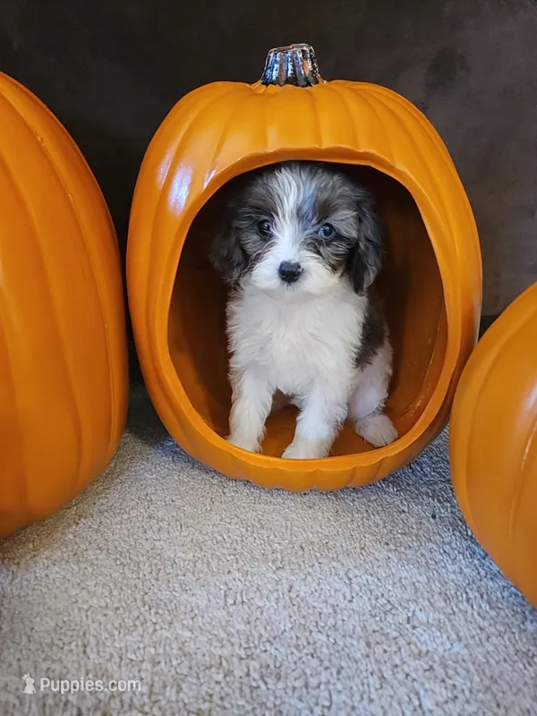 Aurora  – Cavapoo puppy for sale in Whiteland, IN
