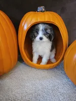 Aurora , a female Cavapoo for sale in Whiteland, IN – 1 of 5