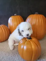 Dimitri , a male Cavapoo for sale in Whiteland, IN – 2 of 5