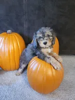 Kristoff , a male Cavapoo for sale in Whiteland, IN – 3 of 5