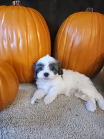 Jasmin, a female Cavapoo for sale in Whiteland, IN – 3 of 5