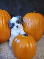 Jasmin, a female Cavapoo for sale in Whiteland, IN – 2 of 5