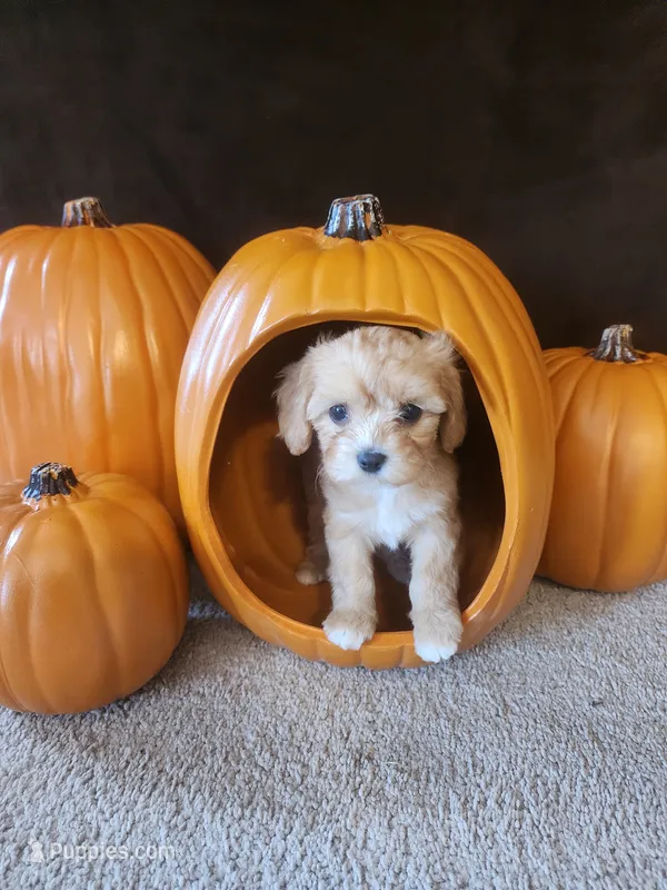 Eugene – Cavapoo puppy for sale in Whiteland, IN
