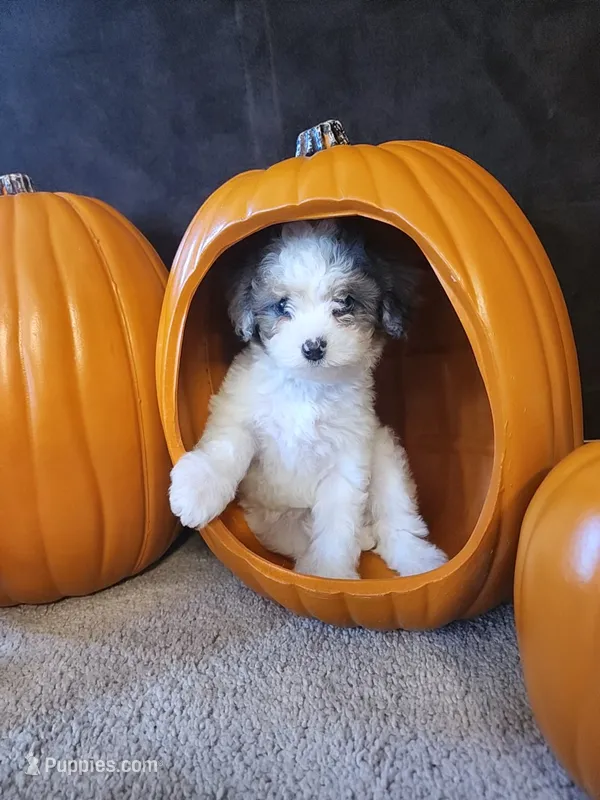 Belle – Cavapoo puppy for sale in Whiteland, IN