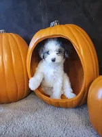 Belle, a female Cavapoo for sale in Whiteland, IN – 1 of 5