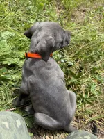 Male Cane Corso-Orange Collar , a male Cane Corso for sale in Willimantic, CT – 2 of 2