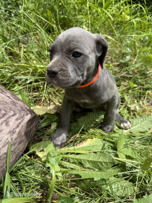 Male Cane Corso-Orange Collar  – Cane Corso puppy for sale in Willimantic, CT