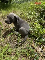 Red Collar, a male Cane Corso for sale in Willimantic, CT – 1 of 3