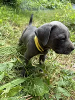 Male Cane Corso-Yellow Collar , a male Cane Corso for sale in Willimantic, CT – 2 of 2
