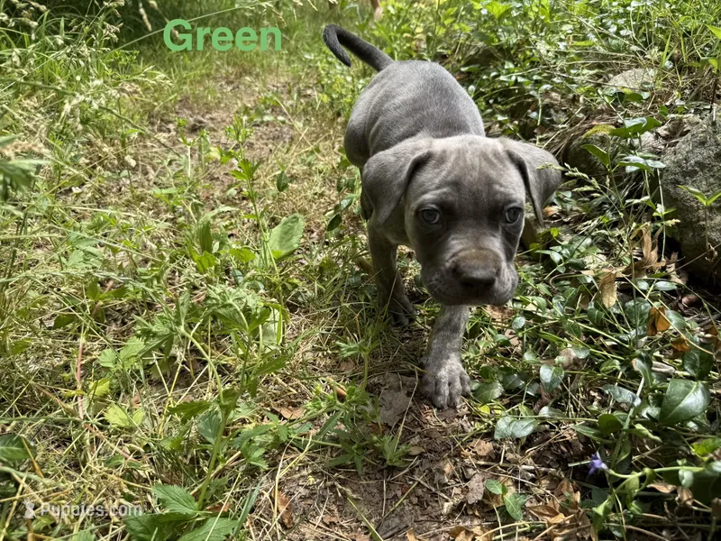 Male Cane Corso-Green Collar  – Cane Corso puppy for sale in Willimantic, CT
