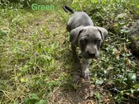 Male Cane Corso-Green Collar , a male Cane Corso for sale in Willimantic, CT – 1 of 2