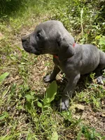 Red Collar, a male Cane Corso for sale in Willimantic, CT – 3 of 3