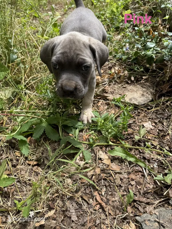Female Cane Corso-Pink Collar  – Cane Corso puppy for sale in Willimantic, CT