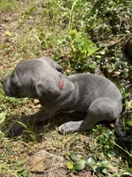 Red Collar, a male Cane Corso for sale in Willimantic, CT – 2 of 3