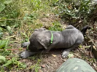 Male Cane Corso-Green Collar , a male Cane Corso for sale in Willimantic, CT – 2 of 2