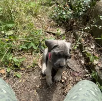 Female Cane Corso-Pink Collar , a female Cane Corso for sale in Willimantic, CT – 2 of 2