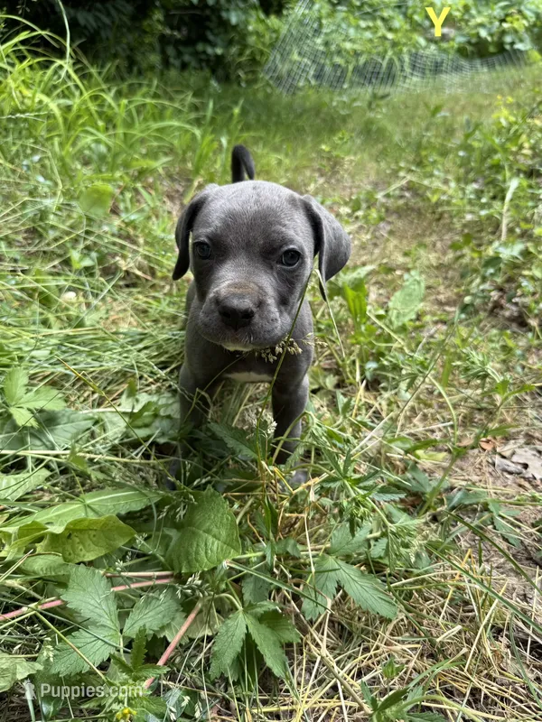 Male Cane Corso-Yellow Collar  – Cane Corso puppy for sale in Willimantic, CT