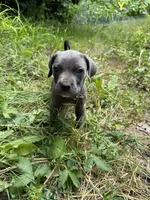 Male Cane Corso-Yellow Collar , a male Cane Corso for sale in Willimantic, CT – 1 of 2