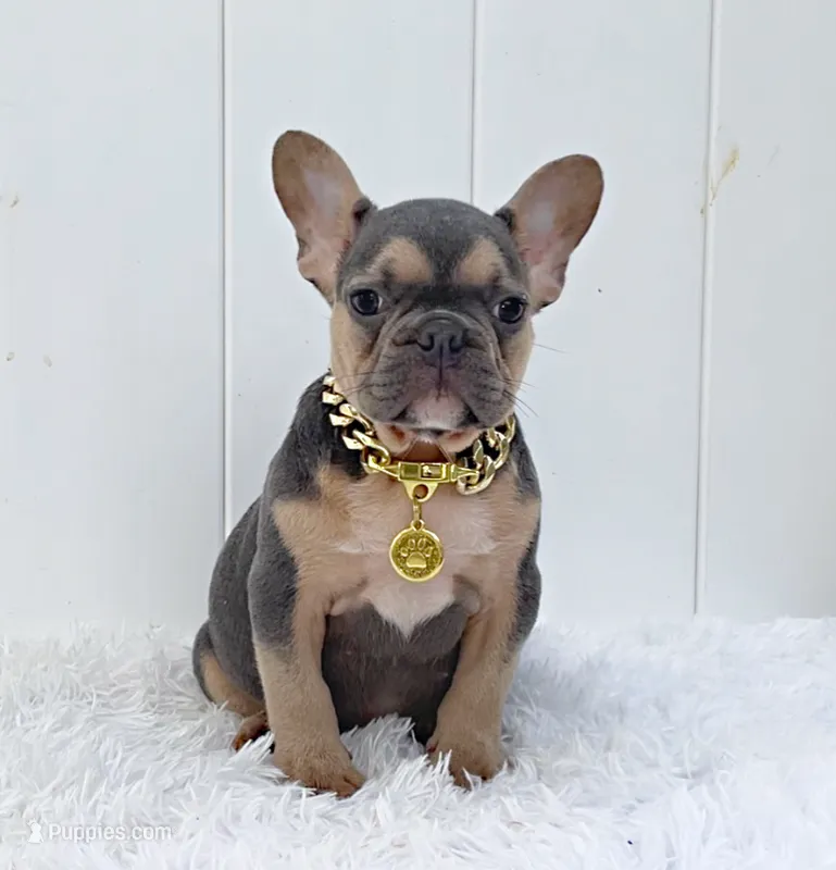 FELIX – French Bulldog puppy for sale in Lehigh Acres, FL